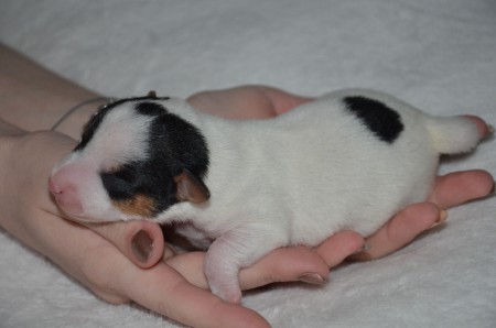 DASTAN: "D-auernuckeln ist nicht alles im Leben; man muss auch mal D-urchhängen d-ürfen!"